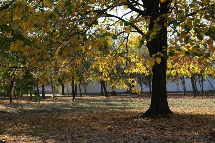 SPORTCSARNOK MELLETTI PARK JÁTSZÓTÉR MELLETTI PARK A zöldsávokról és a fasorokról összességében megállapítható, hogy a vizsgált terület