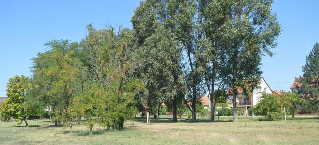 Azonban a legtöbb helyen nem lelhető fel egységes, koncepcionális növényalkalmazás, a vizuális és esztétikai értéket csökkenti a túlzottan