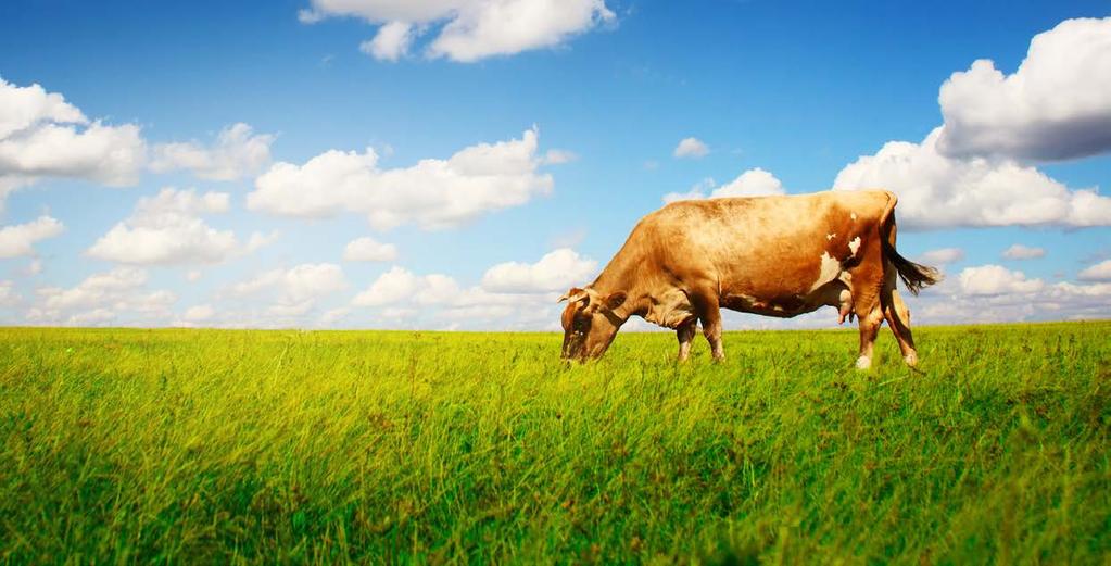 HÚSHASZNÚ ANYATEHÉNTARTÁS TÁMOGATÁSA 2018 A mezőgazdasági termelőknek 2015-től lehetőségük nyílt európai uniós forrásból termeléshez kötötten húshasznú tehéntartás támogatásának igénylésére.