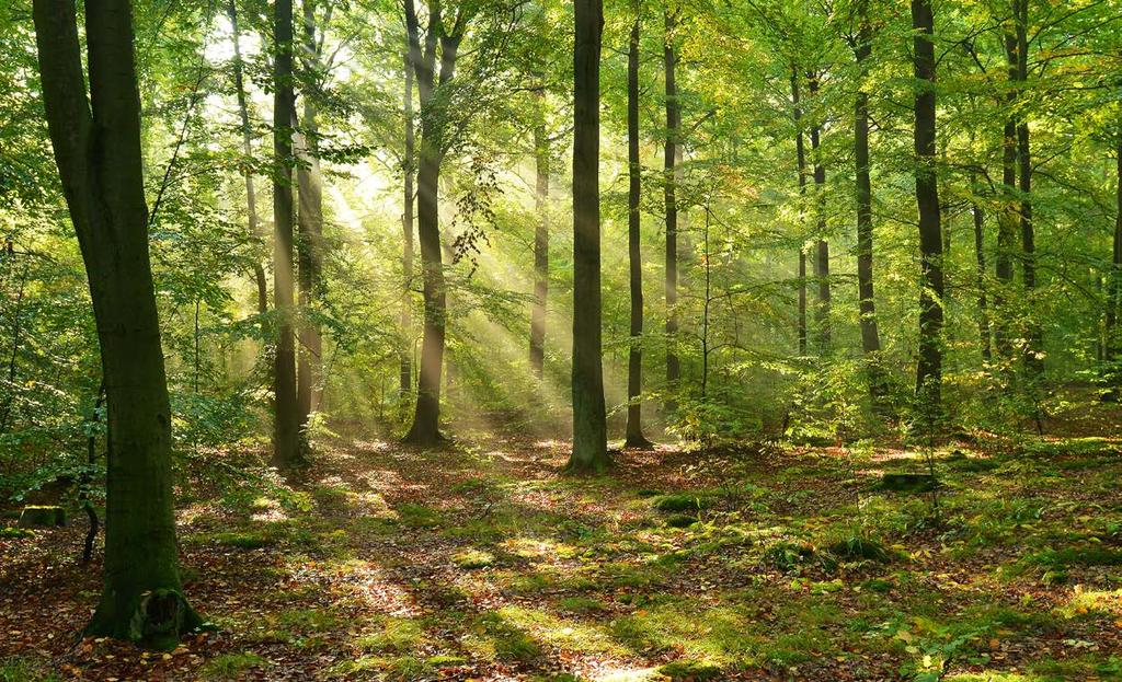 NATURA 2000 ERDŐ TÁMOGATÁS 2018 NATURA 2000 erdőterületek fenntartásához kapcsolódó erdőgazdálkodási kötelezettségek betartása miatt keletkező többletköltség, illetve bevételkiesés kompenzációjára