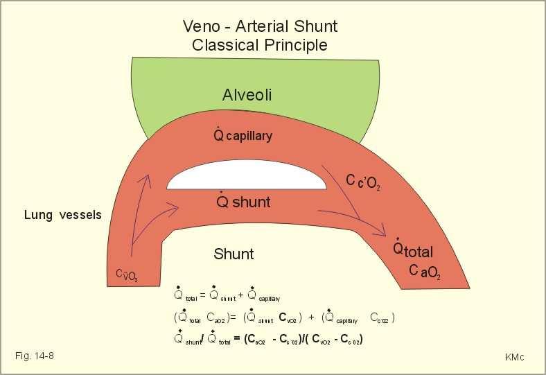 Alveoláris hypoxia a tüdıkeringésre: Alveoláris gáz po 2 csökken kis arteriolák símaizom kontrakciója. Légutak elzáródásakor is bekövetkezik.
