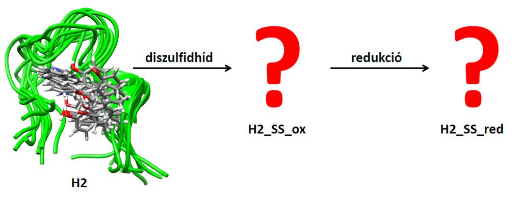 3. Célkitűzés bővítése: H2 származékok vizsgálata Mivel a H5_SS_red stabilitása meglepő eredmény volt, úgy döntöttünk, hogy vizsgálatainkat egy olyan rendszeren folytatjuk, melyen a diszulfidhíd