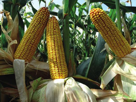 ES FLATO FAO 32-34 Szemes hasznosítású hibrid kukorica. Határozott tápanyag-reakció jellemzi, szinte lineáris termésnövekedéssel reagál a tápanyagdózisok emelésére.