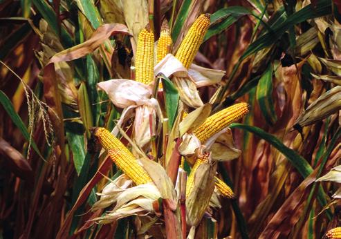 ES FARADAY FAO 33-35 Szemes hasznosítási irányú, korai éréscsoportba tartozó hibrid kukorica. Generatív növény, kiváló kezdeti fejlődéssel.
