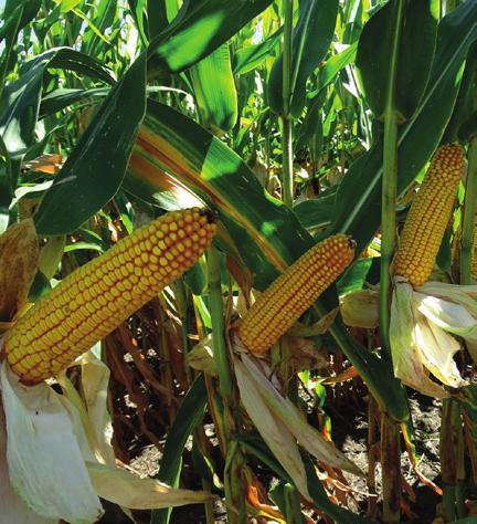 Hibrid és technológiai ajánlat egy helyről NEFFEL FAO 34-36 Szemes hasznosítási irányú, korai vetésekhez kifejezetten ajánlható hibrid kukorica terméscsökkenés és kompromisszum nélküli