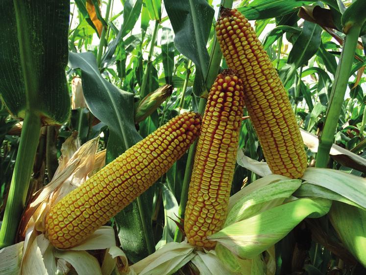 ES SENSOR FAO 36-39 Szemes hasznosítású, átlag feletti alkalmazkodóképességgel és évjárati stabilitással rendelkező háromvonalas (TC) hibrid kukorica.