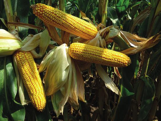 FORNAD FAO 41-43 Szemes hasznosítású hibrid kukorica, melynek termőképessége a kései érésű (FAO 5 fölötti) hibridkukoricák termésével is versenyez.