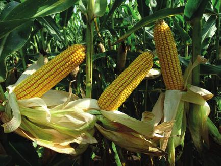 Hibrid és technológiai ajánlat egy helyről ARMAGNAC FAO 48-5 Szemes hasznosítású hibrid kukorica, melynek termése az élbolyban van bármilyen körülmények között. A KITE Zrt.