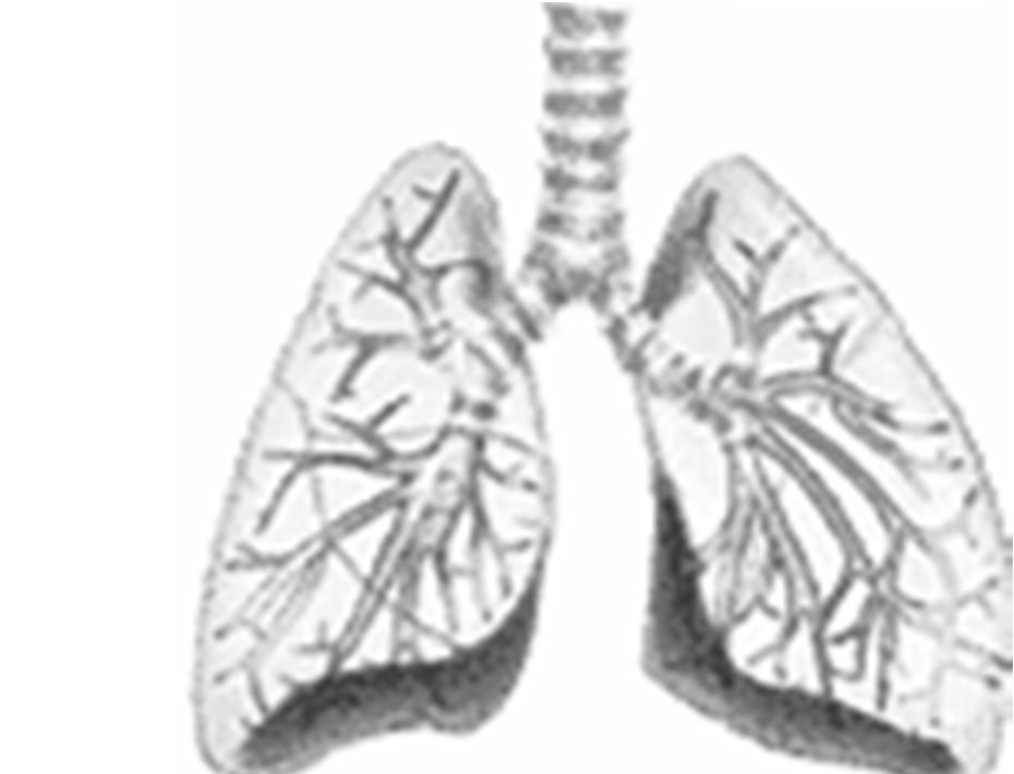 Gége /larynx légcső /trachea