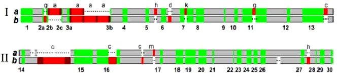 12 A szőlő genom szekvenciáját 2007-ben publikálták, két párhuzamosan folyó munka eredményeként (JAILLON ET AL., 2007; VELASCO ET AL., 2007).