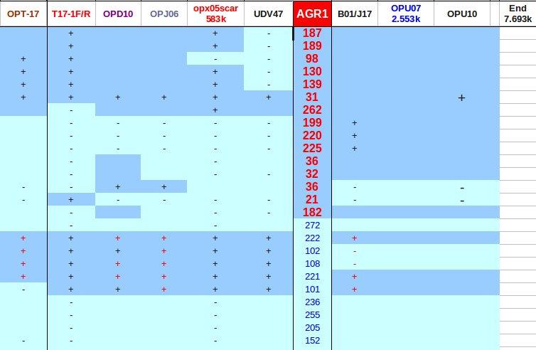 15 6. ábra: Az Agr1 rezisztencia lokuszhoz kapcsolt markerek sorrendje és néhány rekombináns utód genotípusa. (+): a DNS marker jelen van; (-): a marker nincs jelen.
