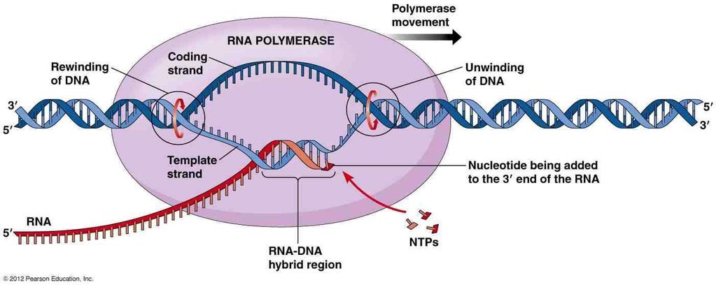 Az információtároló DNS és az információt közvetítő RNS közötti kémiai különbség csekély: DNS dezoxiribóz timin kétszálú hélix RNS ribóz uracil egyszálú Az RNS-ek szintézisét DNS-templáton az RNS