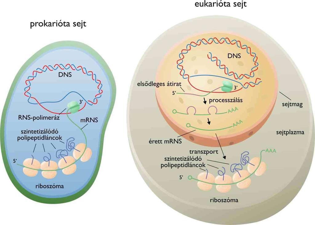 A prokariotáknál a transzkripció és a fehérjeszintézis csaknem szimultán folyamat, az mrns 5' vége még jóval a lánc szintézisének a befejezése előtt hozzákapcsolódik riboszómákhoz, s ezen a szakaszon