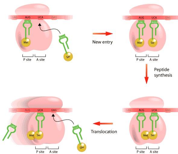 Elongáció (hosszabbítás) Lényege, hogy a kodon felismerése révén a megfelelő aminosav-trns-ek egymást követően a riboszómához kapcsolódnak, az aminosavak között kialakul a peptidkötés, a kialakult