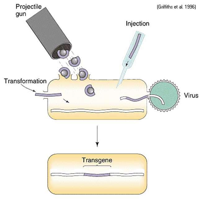 A Griffith által felfedezett természetes baktérium-transzformáció az alapja a modern mesterséges genetikai transzformációnak, melynek során egy sejtbe valamilyen idegen DNS-t juttatnak, azzal a