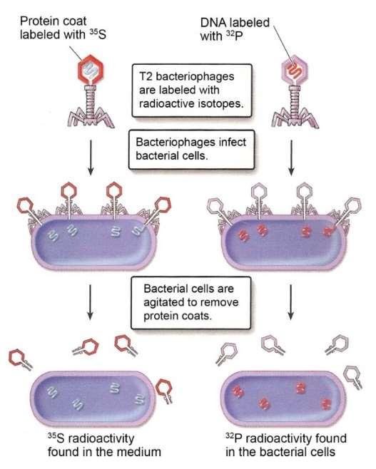 Hershey és Chase a kólibaktérium (Escherichia coli) ún. T2-fágját tanulmányozta. Ezzel a fággal olyan baktériumokat kezeltek, melyeket előzőleg radioaktív foszfort ( 32 P) tartalmazó foszforsav ill.