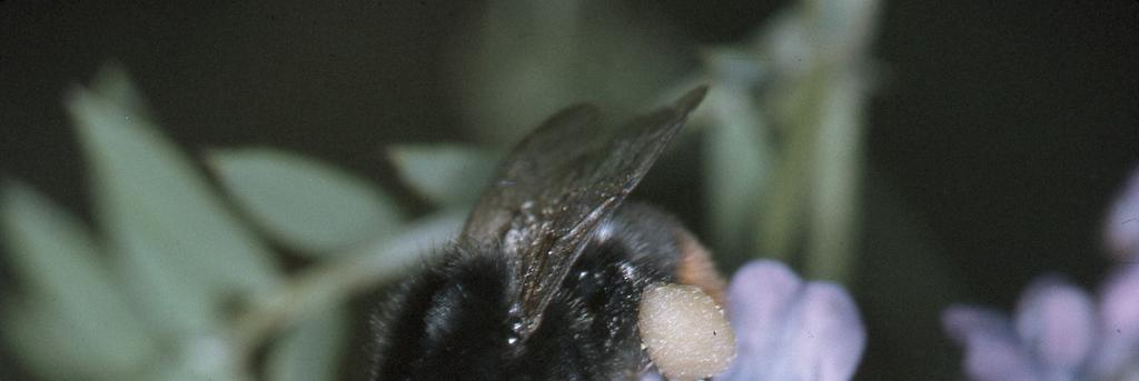 Bombus lapidarius, kövi poszméh