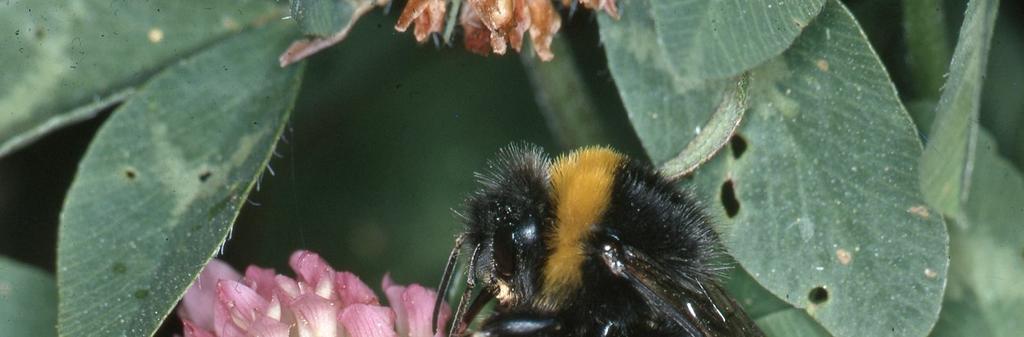 Bombus