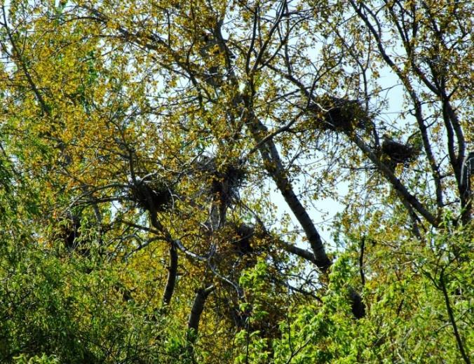 Kiemelkedő konfliktusok forrásaként jelent meg két projekt is, melyek az árvizek levonulásának megkönnyítését, a Közép- Tisza hullámtér