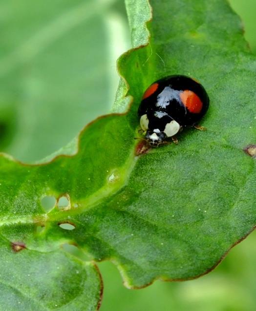 Az utóbbi időben a hatósági döntéseink megalapozásához szükséges nemzeti park igazgatóságok természetvédelmi kezelői véleményei egyre csökkenő mértékű szakmai elhivatottságot tükröznek.