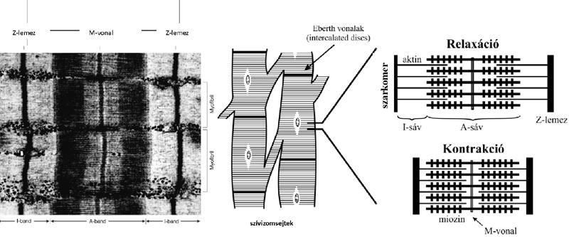 A B 1. ábra. A szívizom összehúzódása a szívizomsejtek szarkomereinek megrövidülésén alapul. A: A szívizom szarkomereinek elektronmikroszkópikus felvétele.