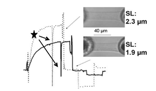 14. ábra. A Frank-Starling mechanizmus rekonstukciója egyetlen, egér eredetű szívizomsejten. Az alkalmazott Ca 2+ koncentráció a maximális erő felének kiváltásához volt elegendő (SL: 1,9 µm, pca 6,2).