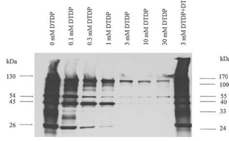 21. ábra. Humán miokardiális fehérjék emelkedő DTDP koncentrációkkal történt kezelését követő SH-oxidáció-érzékeny Western immunoblot analízis.