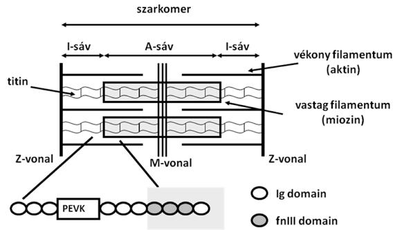 receptor kalcium szekréciós csatorna) módosult expressziójától/foszforilációjától, vagy a felszíni membrán nátrium/kalcium-cserélőjétől bármilyen mértékben is függhetett volna.