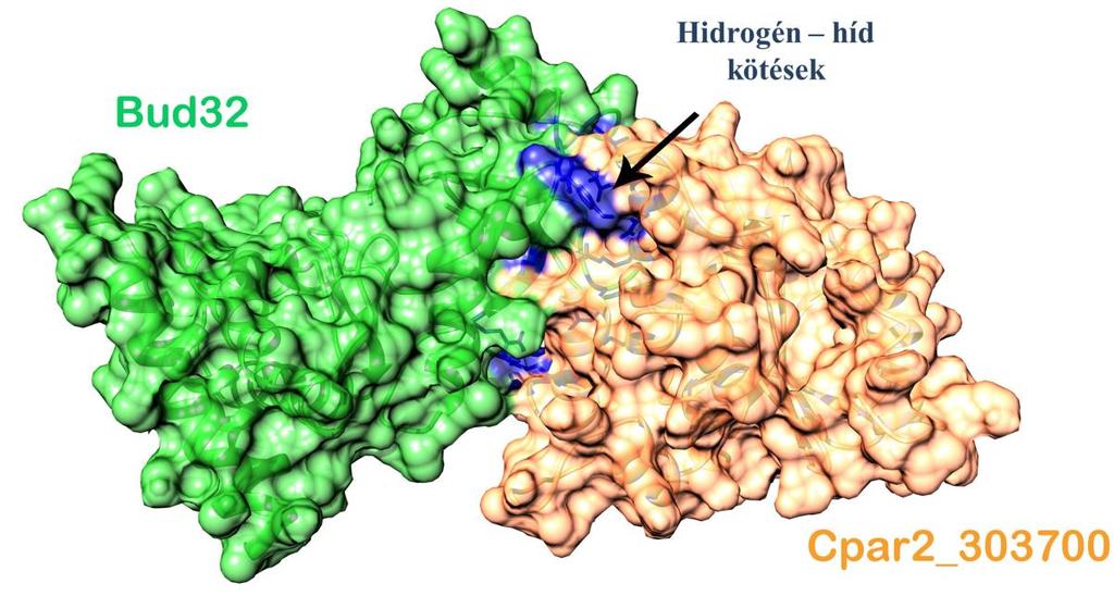 Az ábrán (A) a S. cerevisiae Cgi121 (sárga) és Bud32 (zöld) fehérjék, illetve (B) a HADDOCK szerver által jósolt C. parapsilosis Cpar2_303700 (piros) és S.