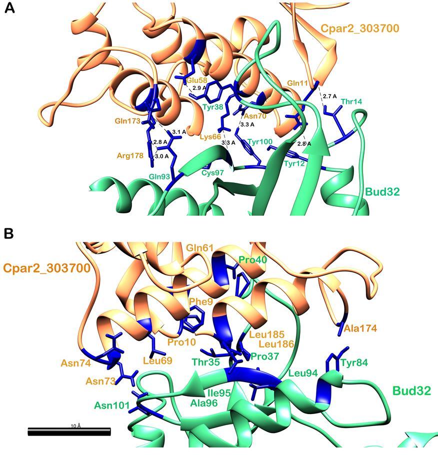 34. ábra. A C. parapsilosis Cpar2_303700 és a S. cerevisiae Bud32 fehérjék közötti hidrogénhíd és hidrofób kölcsönhatások.
