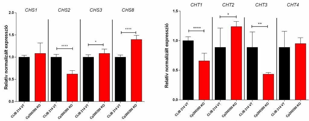 A B 22. ábra. A CPAR2_200390 deléciós mutáns törzs kitináz és kitin szintáz expressziójának vizsgálata.
