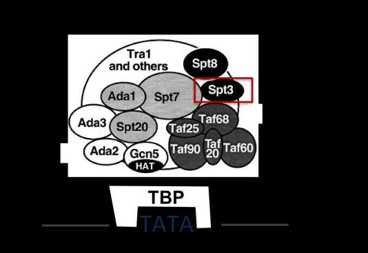 A B 24. ábra. A SAGA komplex és az Spt3 általi szabályozás. A: A SAGA komplex felépítése. A komplex TBP fehérjék toborzását végzi számos promóter régió TATAbox elemeihez.