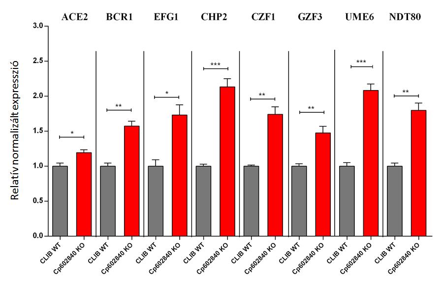 6.4.3.3. A biofilmképzést meghatározó transzkripciós regulátorok expressziójának vizsgálata a CPAR2_602840Δ/Δ törzsben Candida fajoknál már számos biofilmképzésben szerepet játszó faktort azonosítottak.