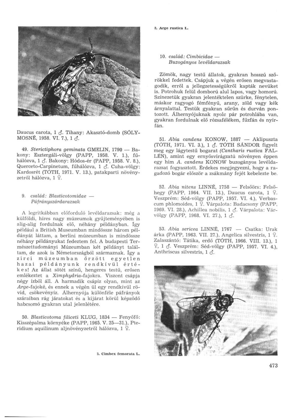2. Arge rustica L. 10. család: Cimbicidae Buzogányos levéldarazsak Daucus carota, 1 rf. Tihany: Akasztó-domb (SÓLY- MOSNÉ, 1958. VI. 7.), 1 в- 49.