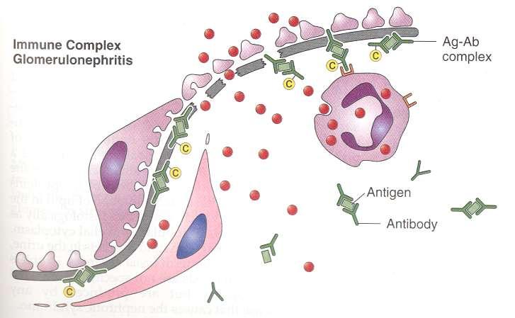 Antigen lehet exogen vagy endogen. exogen: Streptococcus, Staphylococcus, Gold, HCV, HBV etc.