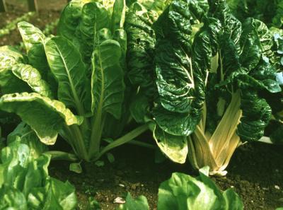 Gyökérzöldségek Mángold Felhasználása: Zöld leveleit a spenóthoz hasonlóan