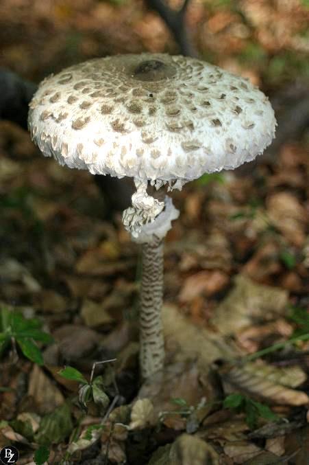 Nagy őzlábgomba Macrolepiota procera A kalap nagy, 30 cm-t is elér, fiatalon dobverő alakú, később esernyőszerűen kiterül, de a közepén púpos