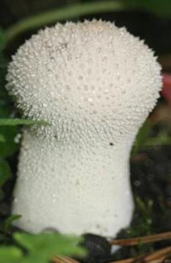Bimbós pöfeteg Lycoperdon perlatum 3-8 cm magas, 2-6 cm széles, a termőtest körte formájú, enyhén púpos, alsó fele tönkszerű, elkeskenyedő.