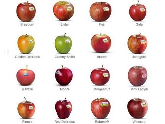 Például csak az almafajták száma a világon mintegy
