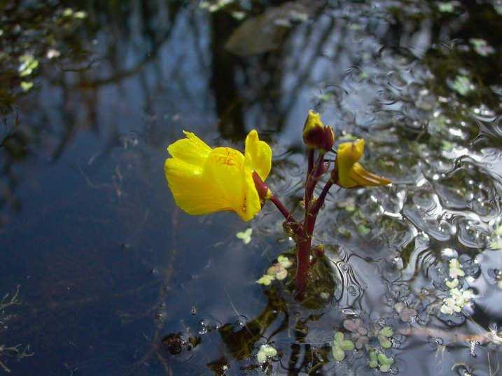 104 1. kép. Közönséges rence (Utricularia vulgaris).