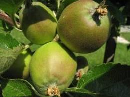A gyümölcsökön is folyamatosan jelennek meg az újabb tünetek. A szerekkel való jó fedettség alapkövetelmény az eredményes védekezés tekintetében. Főleg az intenzív almásokban jelent ez gondot.
