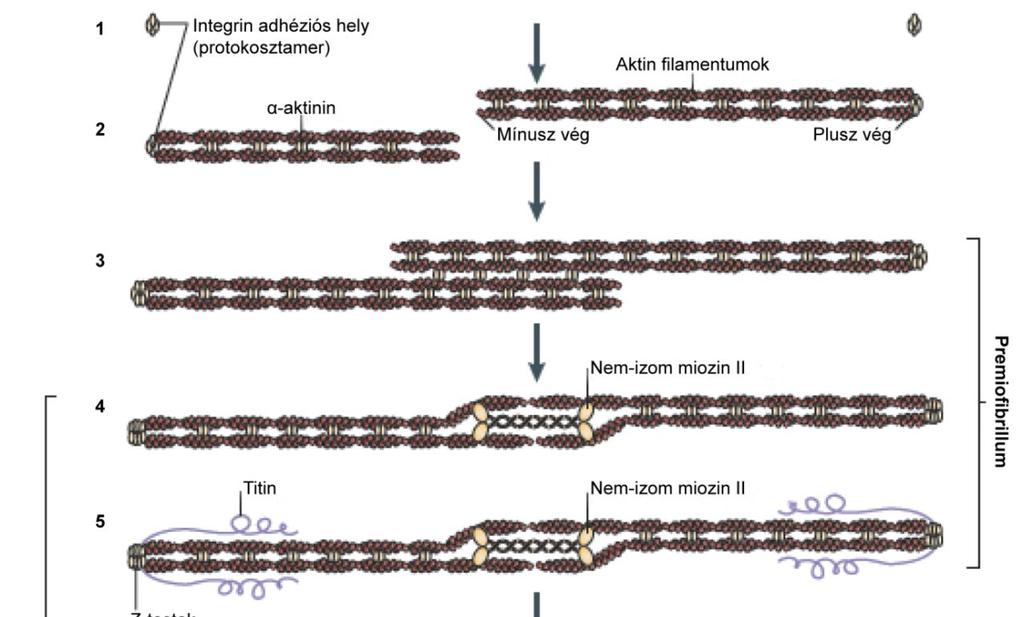 6. ábra A premiofibrillum modell. A protokosztamerek, amelyek az izomsejt mentén véletlenszerűen helyezkednek el, aktin filamentumokat polimerizálnak (1-2.