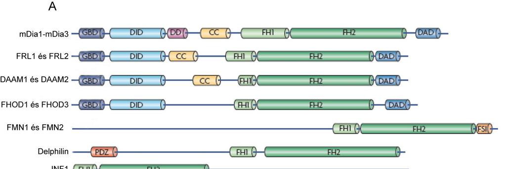 régió dimerizációjában van szerepük, mivel biofizikai módszerekkel sikerült kimutatni, hogy a formin fehérjék dimer formában aktívak (Li és Higgs 2005; Moseley és mtsai. 2004; Harris és mtsai.