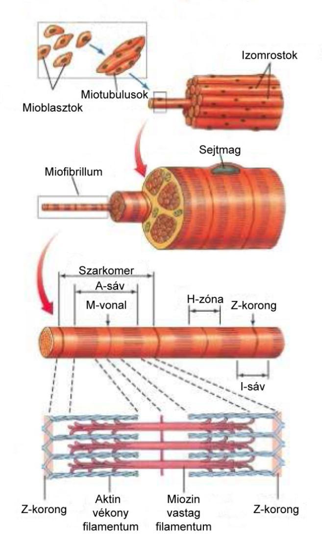 1. BEVEZETÉS 1.1. A harántcsíkolt izom általános felépítése A harántcsíkolt izomban három fő szerveződési szintet lehet megkülönböztetni: az izomrostok, a miofibrillumok, és a miofilamentumok szintjét.