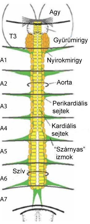 lárvák VL3-as izma szignifikánsan szélesebb volt, mint a PD-t túltermelő lárváké.