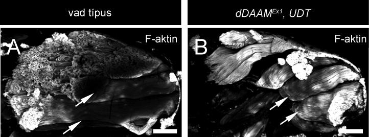 Ezek a megfigyeléseink azt sugallják, hogy a ddaam forminnak kulcsszerepe van a Drosophila izomfejlődésében, hatása nem csupán az IFM-re korlátozódik, hanem minden fontosabb izomtípusban és fejlődési