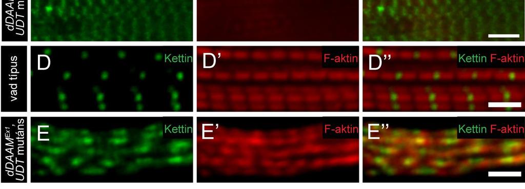 (A-A ) A vad típusú IFM miofibrillumaiban egy rendkívül szabályos szarkomer szerkezet figyelhető meg. (B-C ) Két különböző ddaam Ex1, UDT mutáns egyedből származó miofibrillum fenokópia.