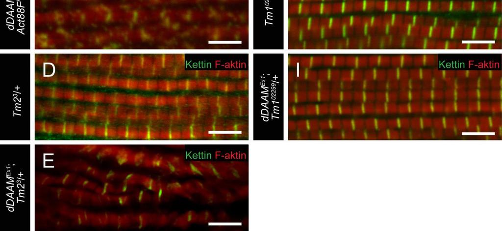 (A) ddaam Ex1, (B) Act88F KM88 /+, (C) ddaam Ex1 ; Act88F KM88 /+, (D) Tm2 3 /+ and (E) ddaam Ex1 ; Tm2 3 /+ legyekből származó IFM miofibrillumok (az aktin pirossal, a kettin zölddel jelölt minden