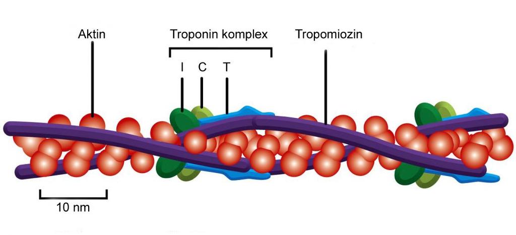 3. ábra A vékony filamentumok szerkezete. Az F-aktin hélixhez kapcsolódnak a Tropomiozin dimerek.