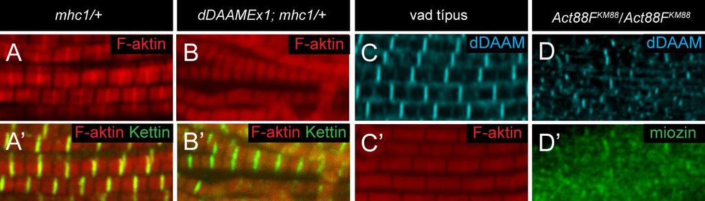 megvizsgáltuk a ddaam fehérje lokalizációját az Act88F mutánsok IFM-jében. Az Act88F km88 homozigóta mutánsok IFM-jéből teljesen hiányoznak a vékony filamentumok (Beall mtsai.